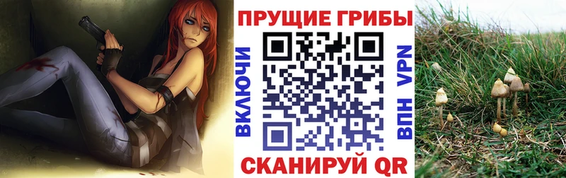 Купить  Крымск  Псилоцибиновые грибы Cubensis 